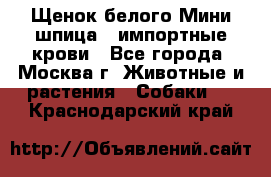 Щенок белого Мини шпица , импортные крови - Все города, Москва г. Животные и растения » Собаки   . Краснодарский край